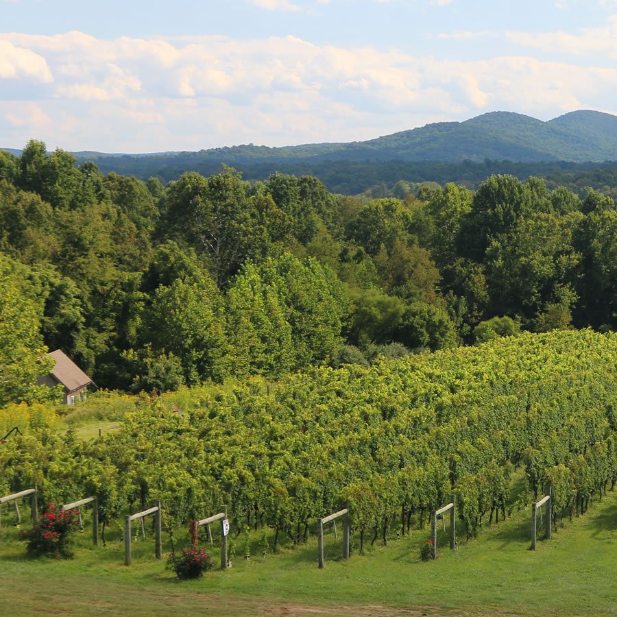 a lush mountainside wine vineyard 