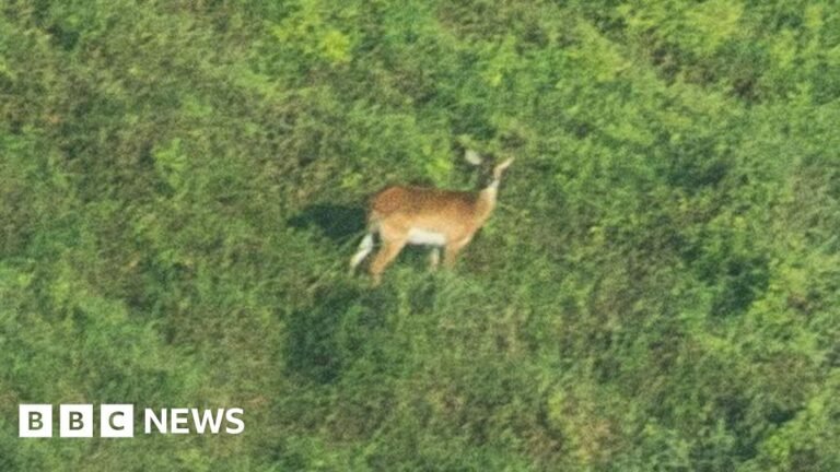 Study reveals first ever published photo of rare Upemba Lechwe antelope, it says Study reveals first ever published photo of rare Upemba Lechwe antelope, it says
