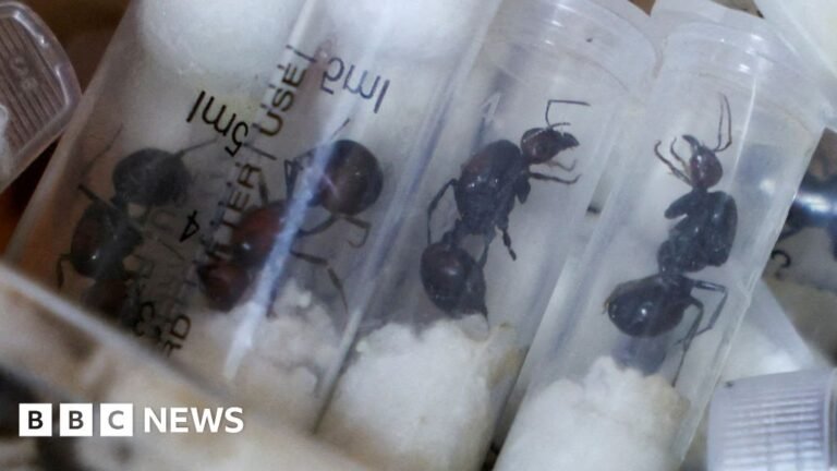 Kenyan court sentences ant smugglers to ,700 fine or one-year in prison