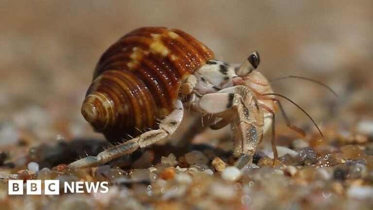 Three men held over suitcases stuffed with hermit crabs Three men held over suitcases stuffed with hermit crabs