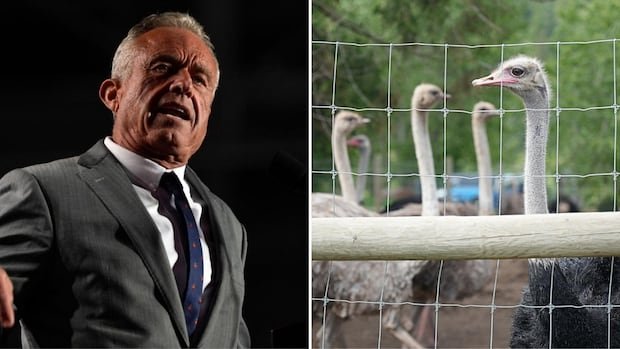 RFK Jr. says he’s talked to Canadian health officials about saving B.C. ostrich flock from cull RFK Jr. says he’s talked to Canadian health officials about saving B.C. ostrich flock from cull