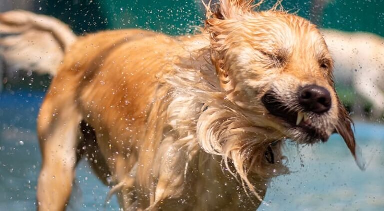 15 of the best doggy daycares and pet boarding in Dubai