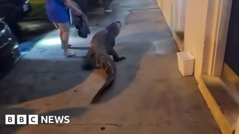 Virginia police find alligator outside motel