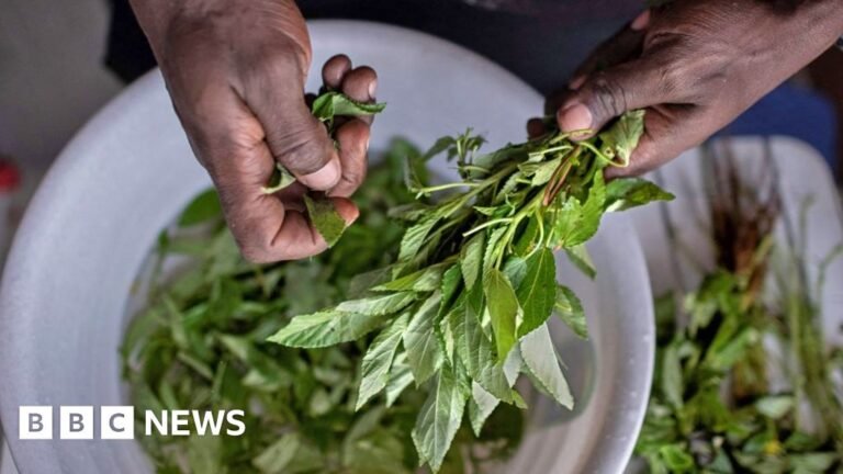 Why Kenya’s forgotten indigenous vegetables are proving a culinary hit Why Kenya’s forgotten indigenous vegetables are proving a culinary hit