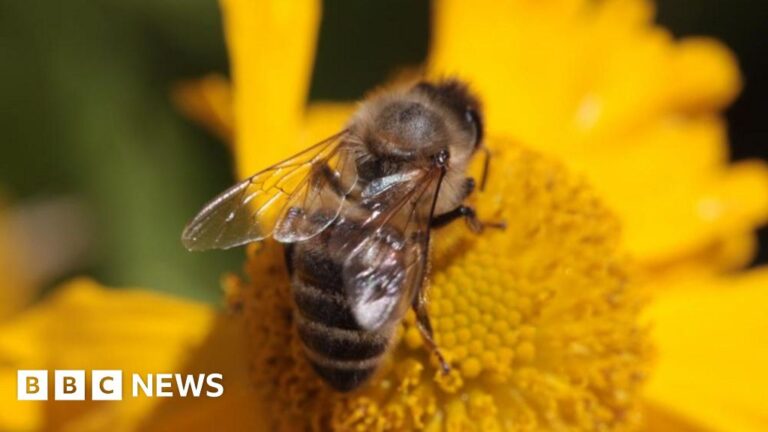 Bee attack leaves three in critical condition and dozens injured in Aurillac, France