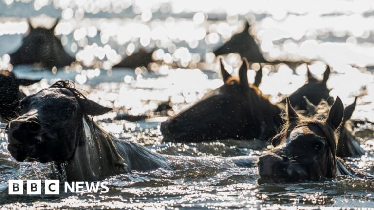 Thousands gather to watch 100th annual wild pony swim