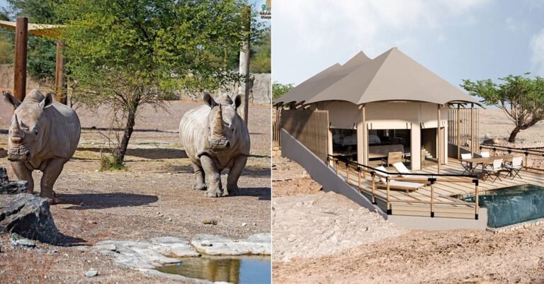 You will soon be able to stay at a safari resort in the UAE 