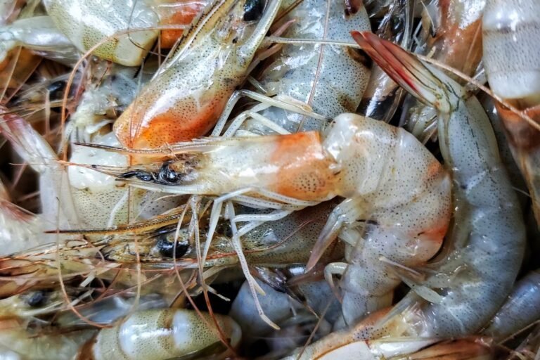 Foreign Food Safety Inspections Hit Historic Low After Trump Cuts — ProPublica Foreign Food Safety Inspections Hit Historic Low After Trump Cuts — ProPublica