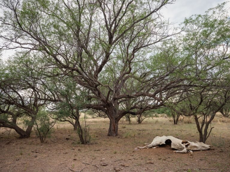 BLM Renews Grazing Permits With Little Environmental Oversight — ProPublica BLM Renews Grazing Permits With Little Environmental Oversight — ProPublica