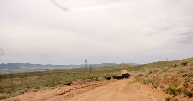 Wealthy Ranchers Profit From Public Lands. Taxpayers Pick Up the Tab. — ProPublica