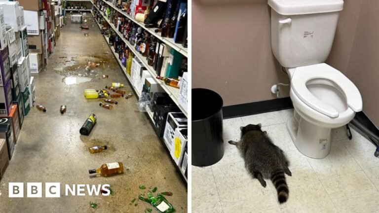 Drunk raccoon found passed out on liquor store floor after breaking in Drunk raccoon found passed out on liquor store floor after breaking in
