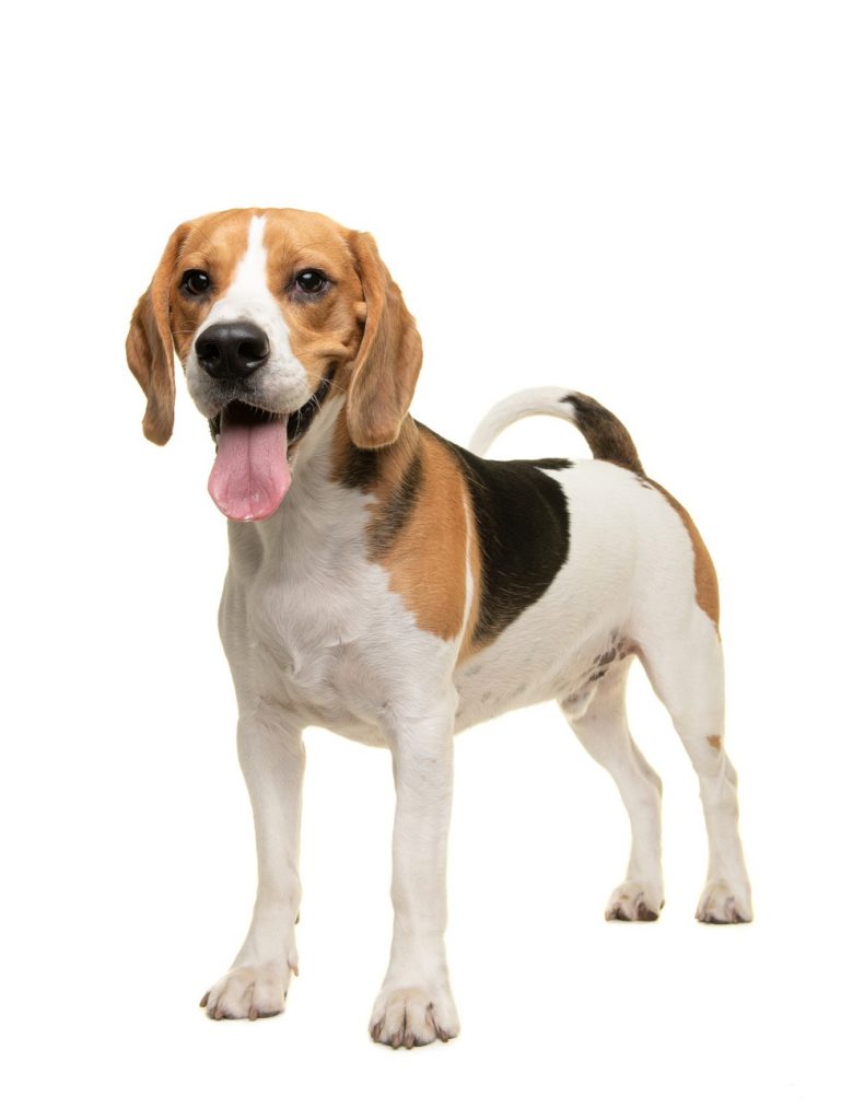 Attorney will stand trial for leading break-in at beagle breeding farm Attorney will stand trial for leading break-in at beagle breeding farm