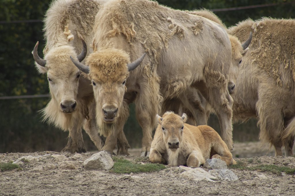 Free African Safari Wildlife Park admission July 1 Free African Safari Wildlife Park admission July 1