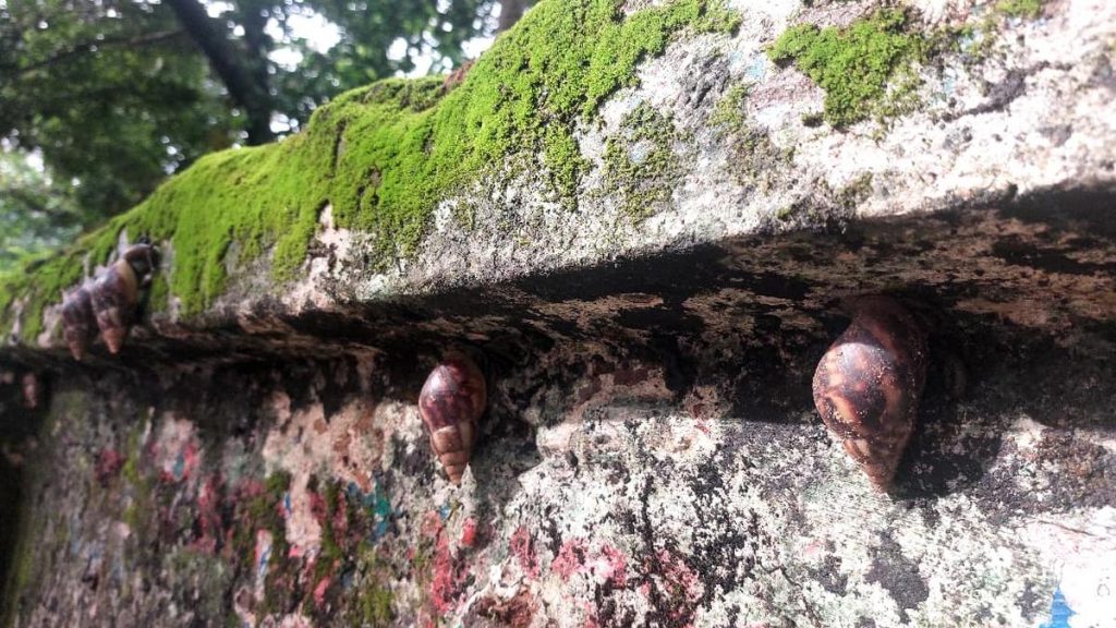Giant African snails enter school campuses in Tirunavaya, raising health concerns for children Giant African snails enter school campuses in Tirunavaya, raising health concerns for children