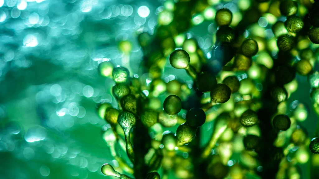 Frontiers | Leveraging the circular economy for efficient, resilient, and sustainable food systems in sub-Saharan Africa