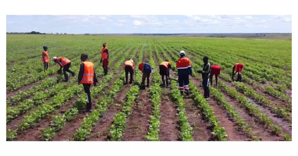 Can Angola, the second largest oil producer in Sub-Saharan Africa, transform itself from a food insecure country to a regional food hub?