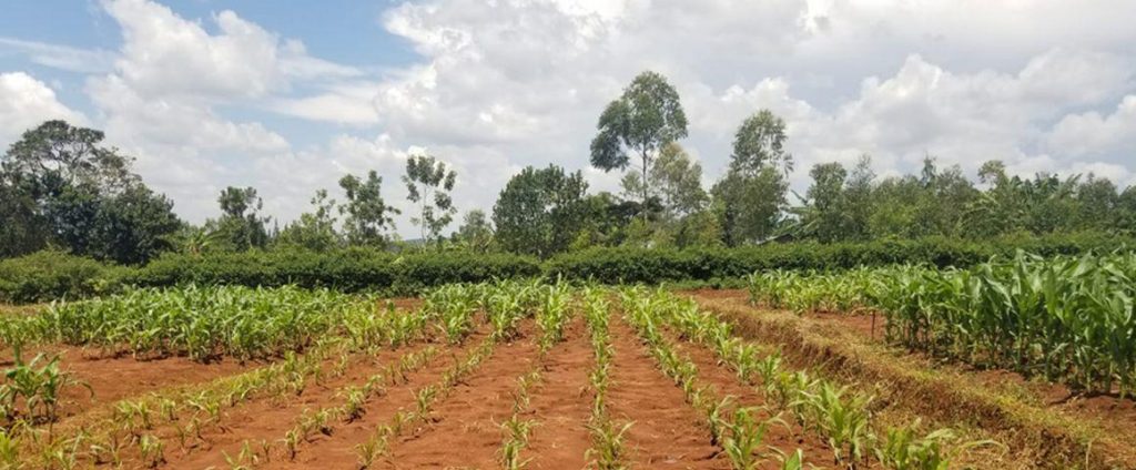 In sub-Saharan Africa, soil degradation threatens maize yields as much as climate change