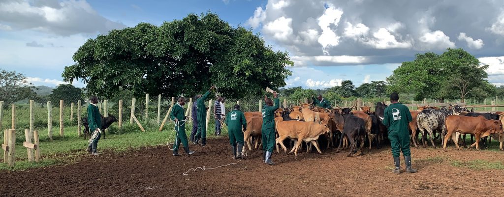 Bridging the gap: empowering Veterinary Paraprofessionals through blended learning in sub-Saharan Africa