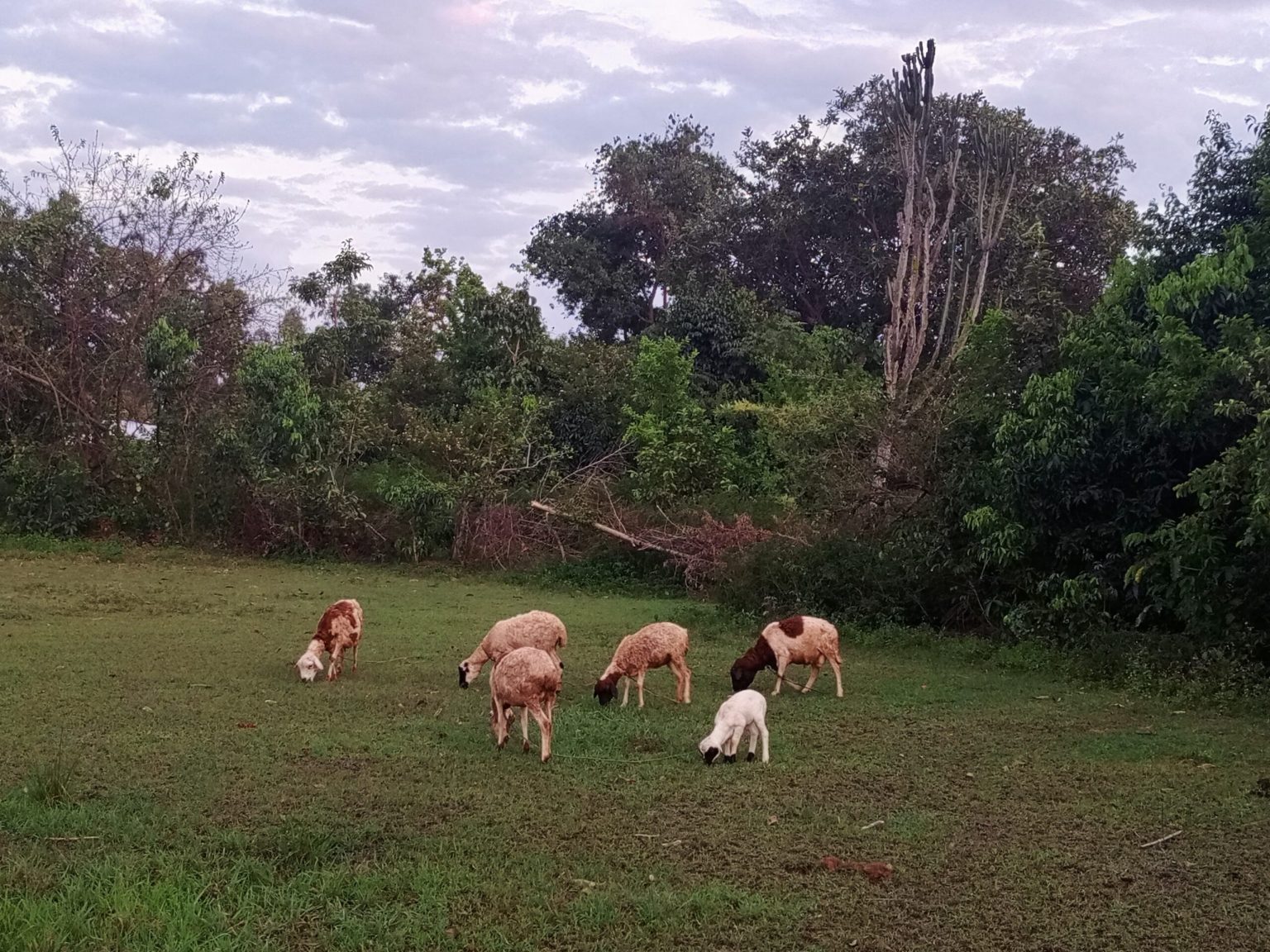Opinion: From Dried Pastures to Azolla Crises: What Running a Social Enterprise Taught Me About Climate Change