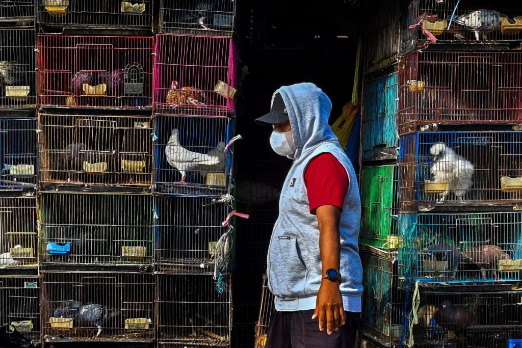 Bird flu after Hanta virus and Ebola: Should SA worry this time?