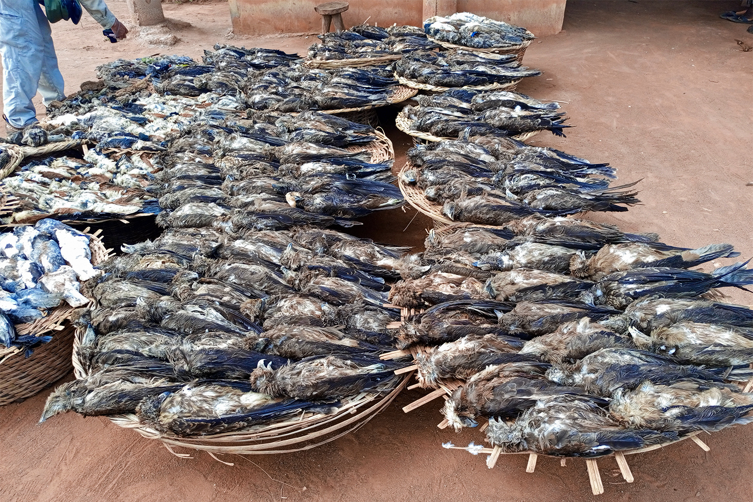 Yellow-billed kites at a fetish market in Benin.