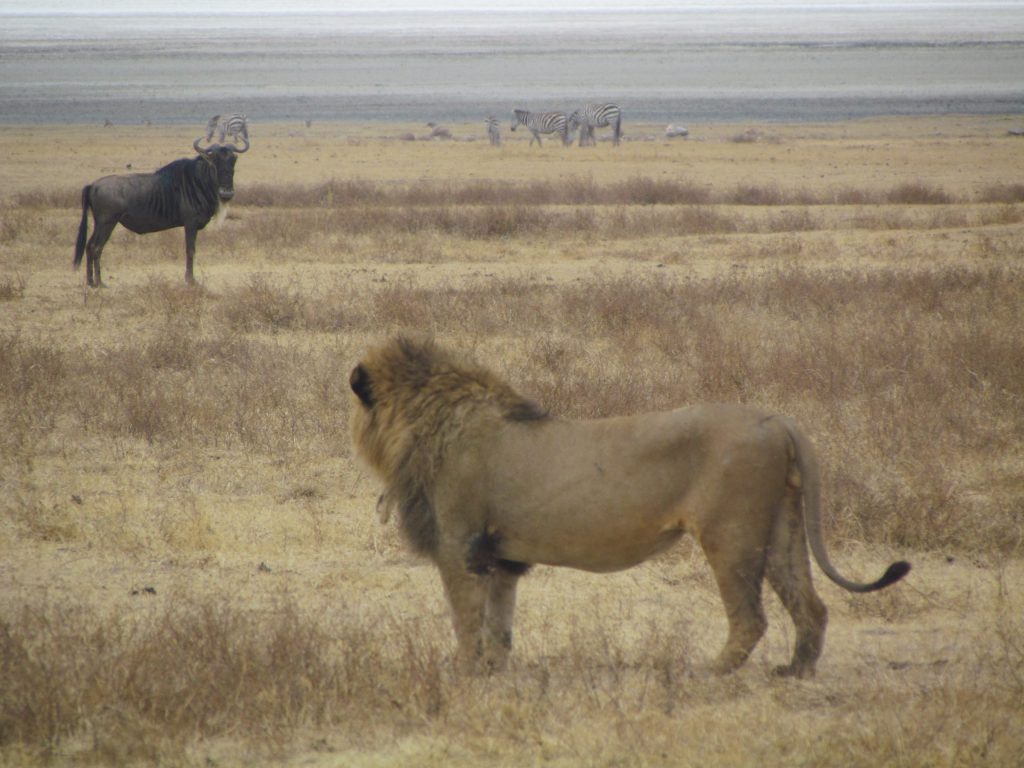 ‘The Big 5: Encounters with the Lions of Africa’ ‘The Big 5: Encounters with the Lions of Africa’