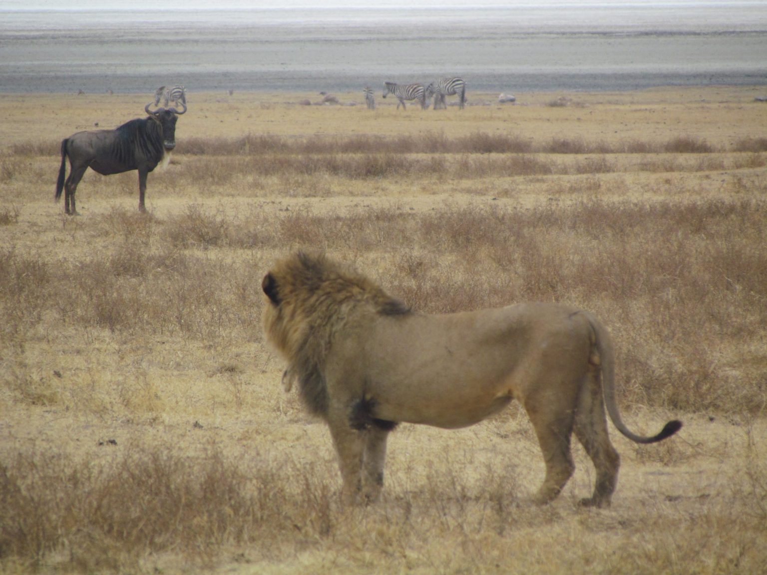 ‘The Big 5: Encounters with the Lions of Africa’ ‘The Big 5: Encounters with the Lions of Africa’