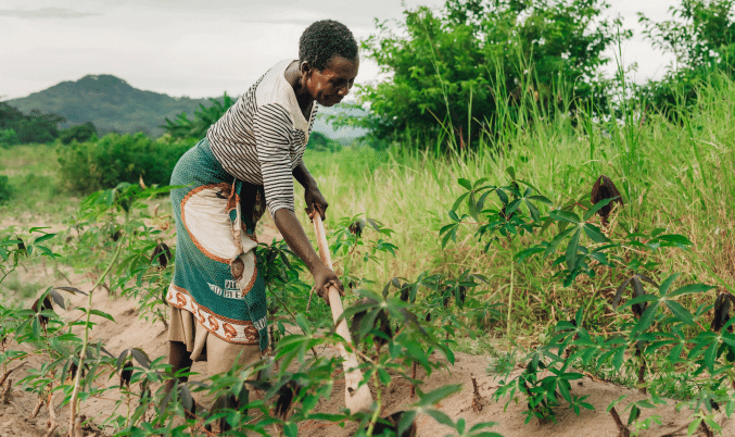 Enabling Smallholder Adoption of Agricultural AI in Sub-Saharan Africa: Lessons from Rwanda and Nigeria