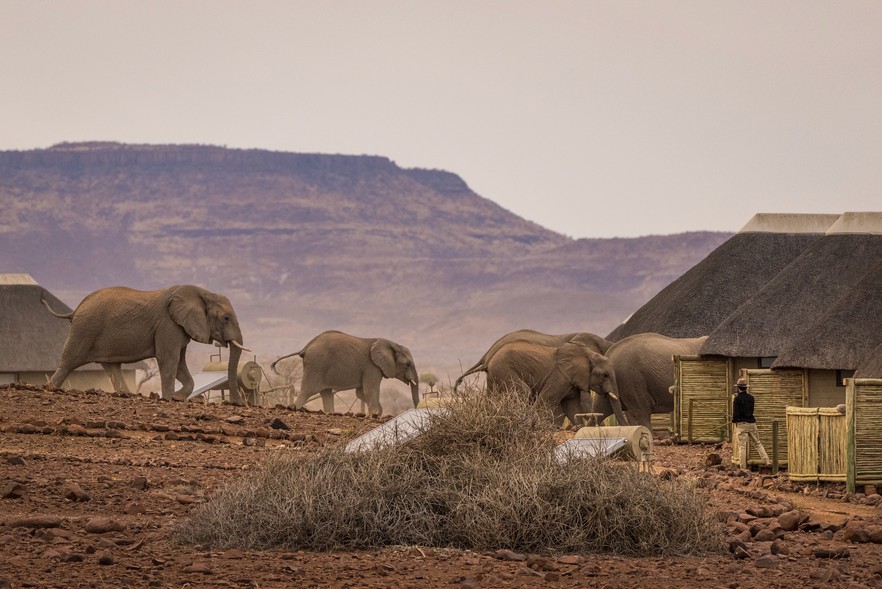 As climate change intensifies, animals need the freedom to move As climate change intensifies, animals need the freedom to move
