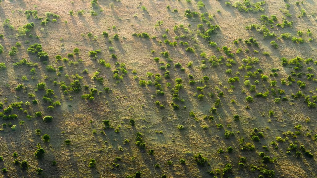 Africa's 8,000-km Great Green Wall has already restored 30 million hectares, but how?
