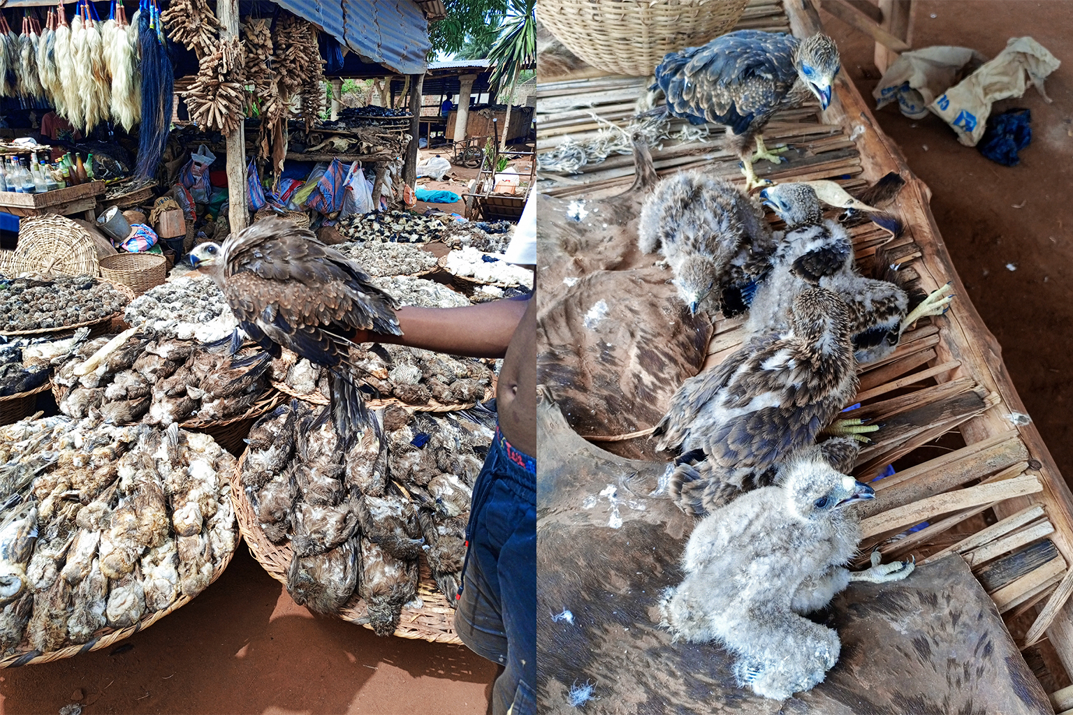 (Left) A man displays a yellow-billed kite at a wildlife market. (Right) Yellow-billed kite chicks for sale at an outdoor market.