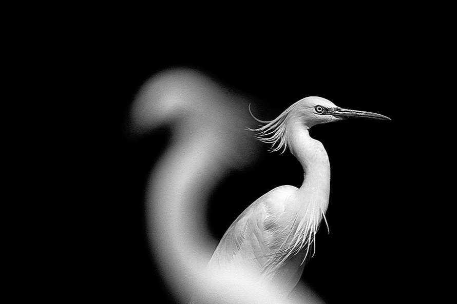 Photography puts biodiversity in flight
