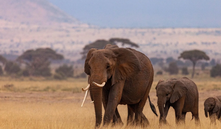 Territorial Conflict Between Humans and Elephants Is Predicted to Escalate in Southern Africa Territorial Conflict Between Humans and Elephants Is Predicted to Escalate in Southern Africa