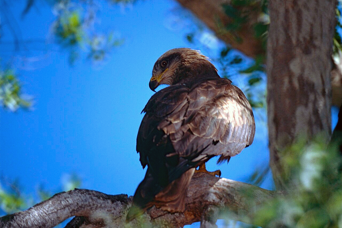 8-juvenile-yellow-billed-kite