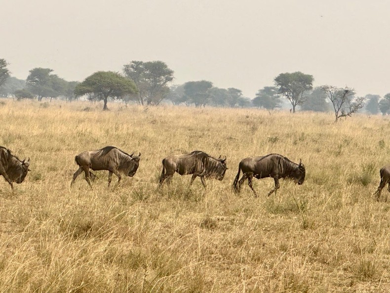Safari days are long, so opt for comfortable clothing and shoes.Speaking of shoes, I don't recommend bringing any white ones. Although I looked cute and trendy in my white sneakers, they were entirely covered in brown dirt by the end of the first day.Summer days in Africa are hot, but nights can get chilly, so it's best to pack items that keep you comfortable in a range of temperatures. Most guides also recommend wearing neutral, earthy tones like beige, khaki, olive, and brown that won't alarm animals.I also wished I'd packed more lightweight clothing that covered most of my skin, <a href=