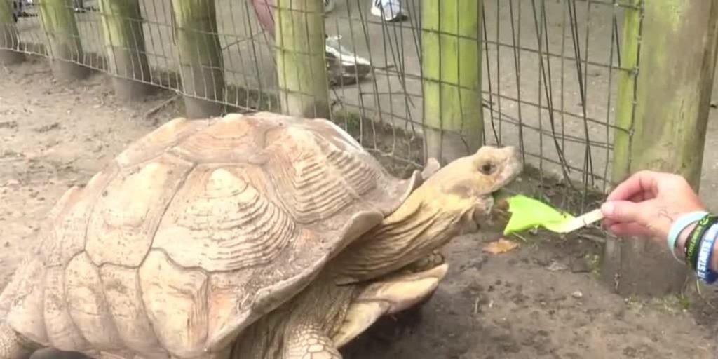 Zoo Buddy: Sulcata Tortoises!