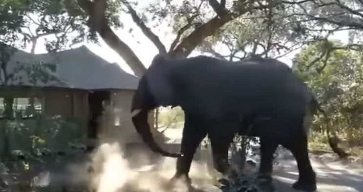 Video of elephants roaming inside hospital stuns viewers Video of elephants roaming inside hospital stuns viewers