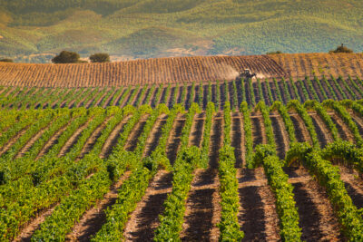 Vineyards in Estremoz