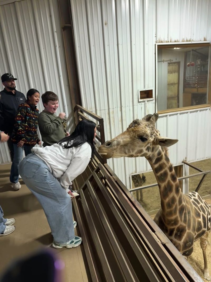 Getting Up Close With Giraffes Puzzles and Jigsaw