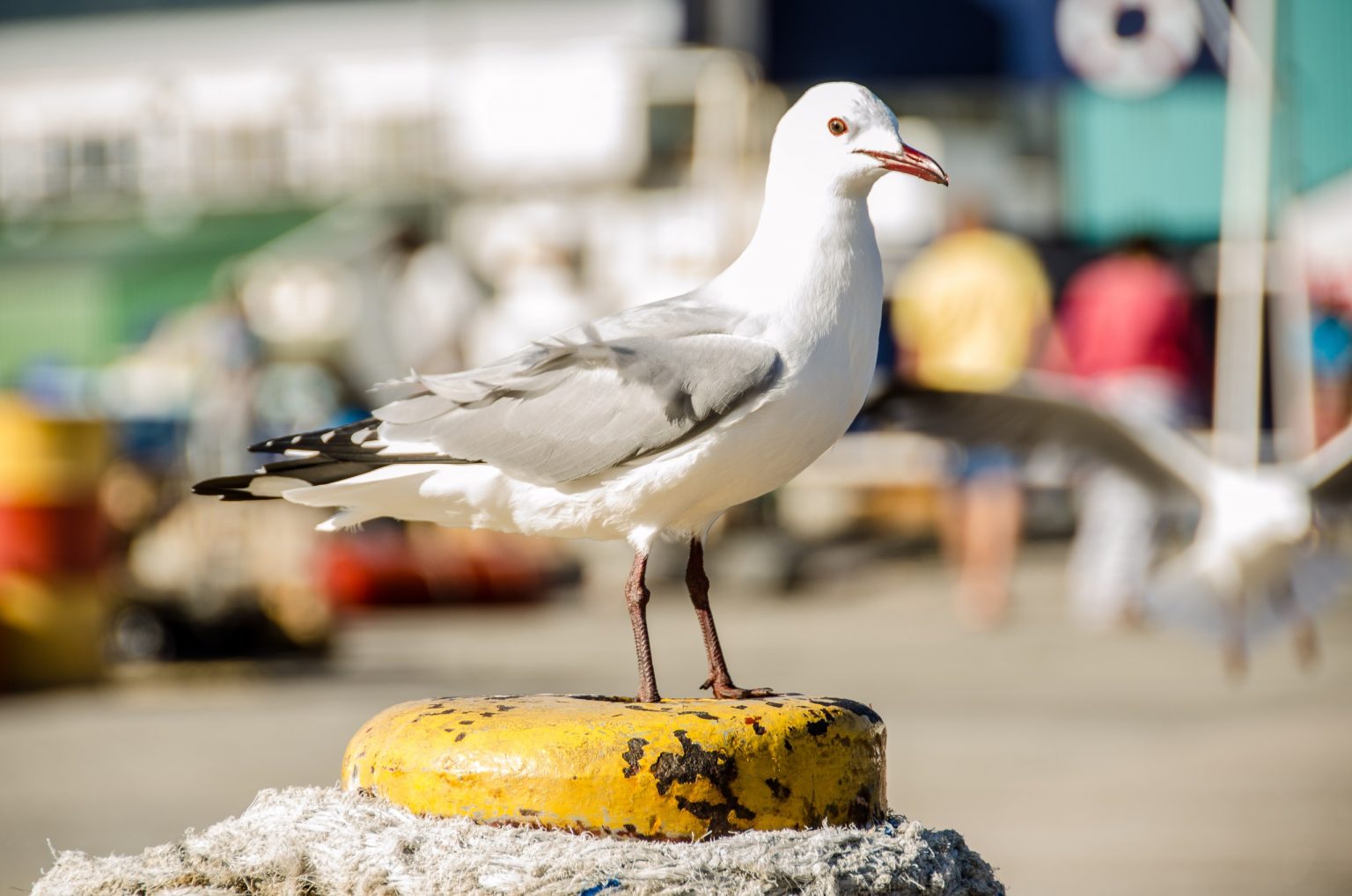 World Seabird Day highlights public role in combating bird flu outbreak