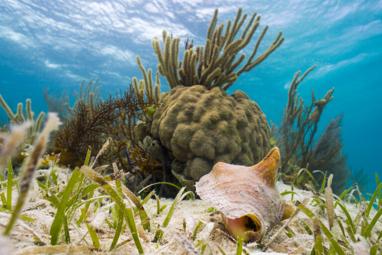 Seagrass meadows, pictured above, play a critical role in carbon sequestration and protecting coastlines.