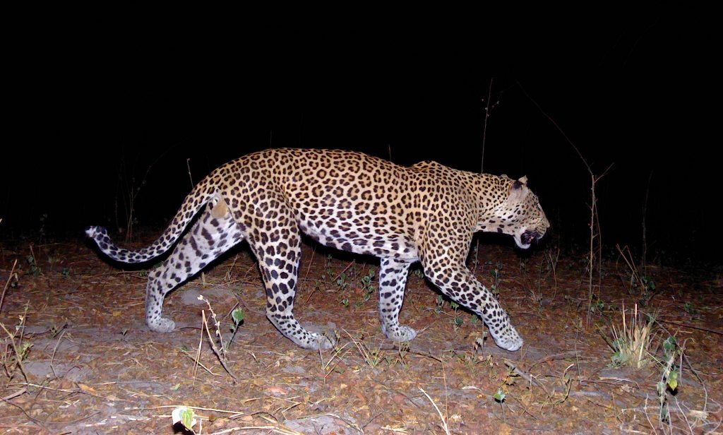 Endangered West African leopards show signs of recovery, despite odds. ‘It’s a win’