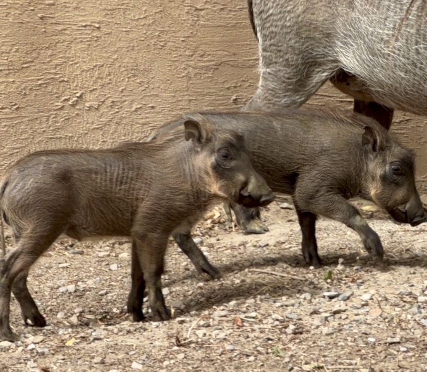 Utah’s Hogle Zoo welcomes first Utah's Hogle Zoo welcomes first