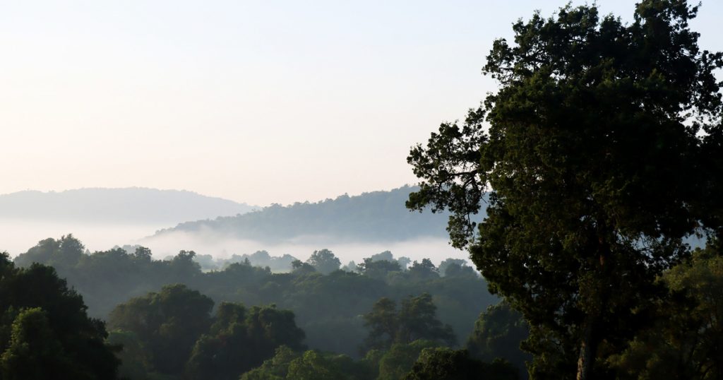 A new collection inspired by Loita Forest helps protect wildlife