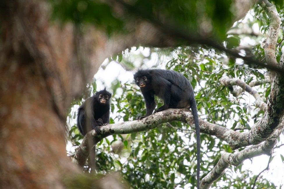 Scientists discover a new monkey species (Likweli) hidden in the Congo rainforest Scientists discover a new monkey species (Likweli) hidden in the Congo rainforest
