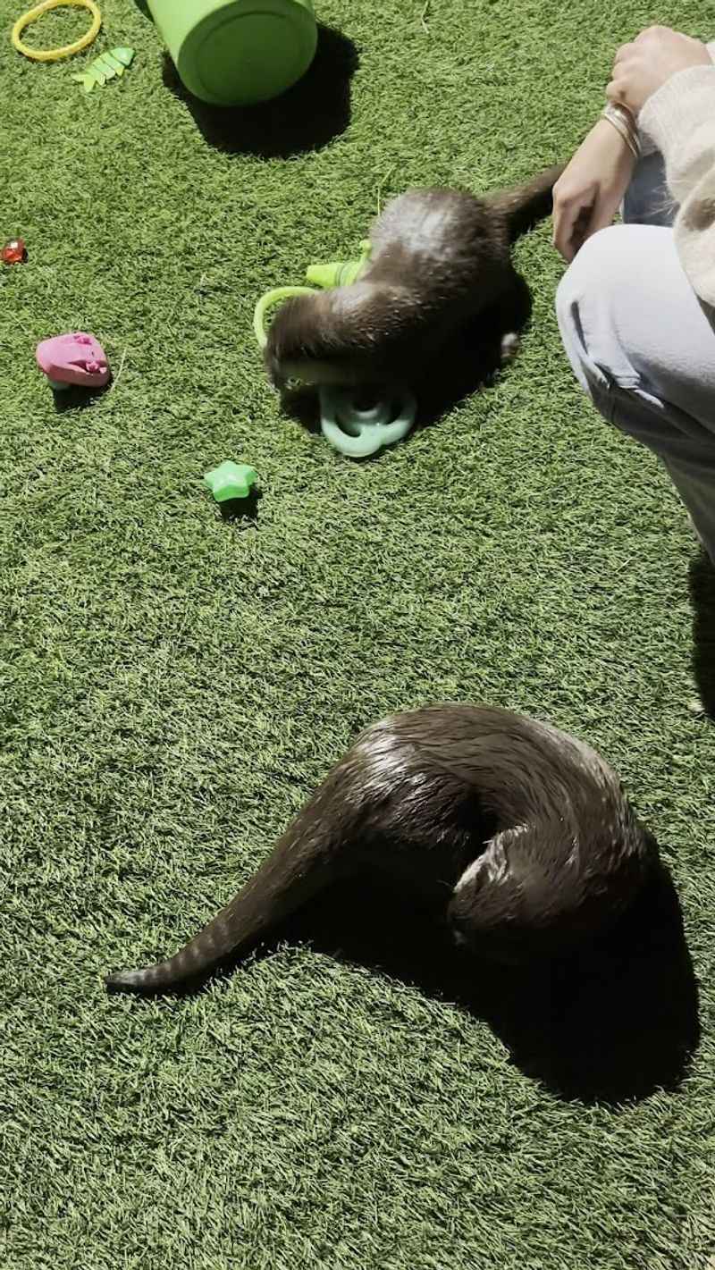 Swimming With Playful Otters