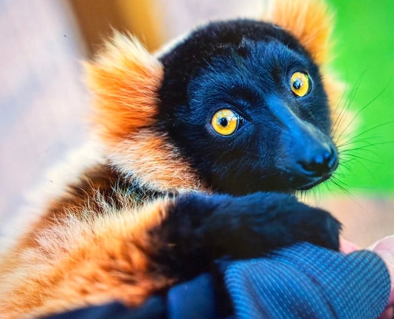 Waking Up With Lemurs in Your Room