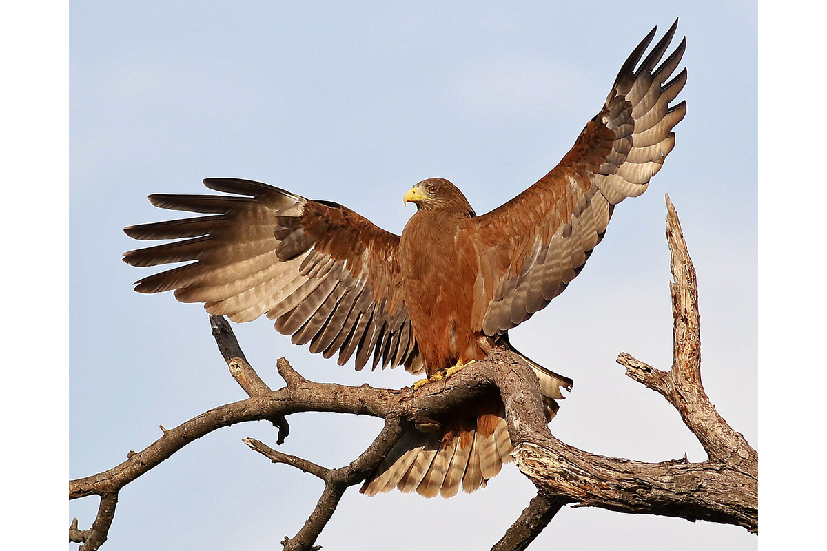 Yellow-billed-kite,-Milvus-aegyptius
