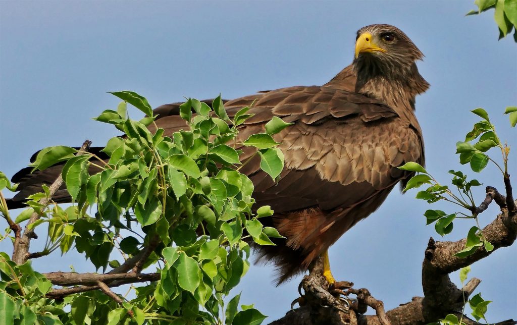 Belief-based use increasing threat to yellow-billed kite, an important African scavenger Belief-based use increasing threat to yellow-billed kite, an important African scavenger