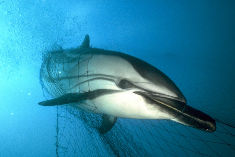 A striped dolphin caught in a driftnet off the Azores, North Atlantic.